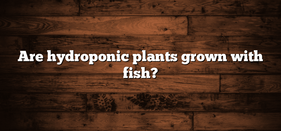 Are hydroponic plants grown with fish?