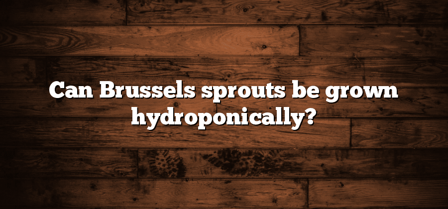 Can Brussels sprouts be grown hydroponically?