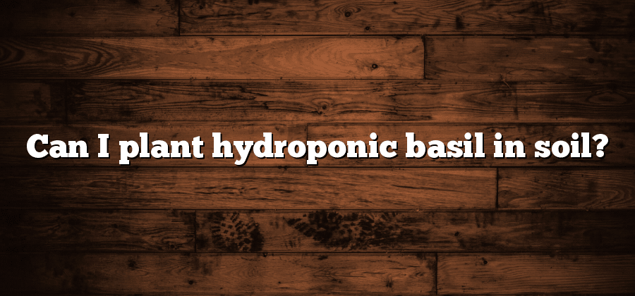 Can I plant hydroponic basil in soil?