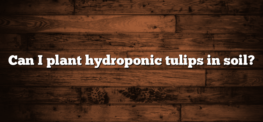 Can I plant hydroponic tulips in soil?