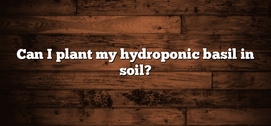 Can I plant my hydroponic basil in soil?
