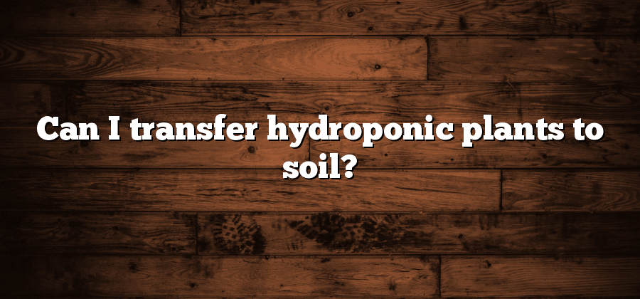 Can I transfer hydroponic plants to soil?