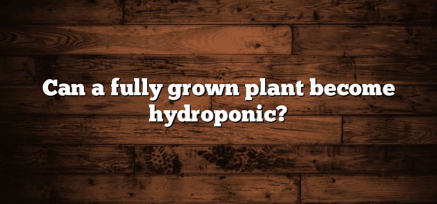 Can a fully grown plant become hydroponic?