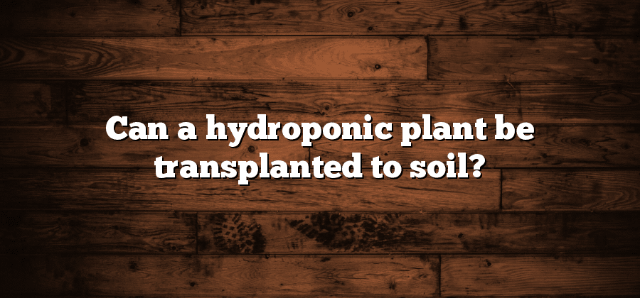 Can a hydroponic plant be transplanted to soil?