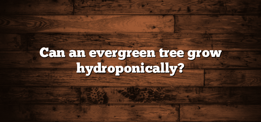 Can an evergreen tree grow hydroponically?