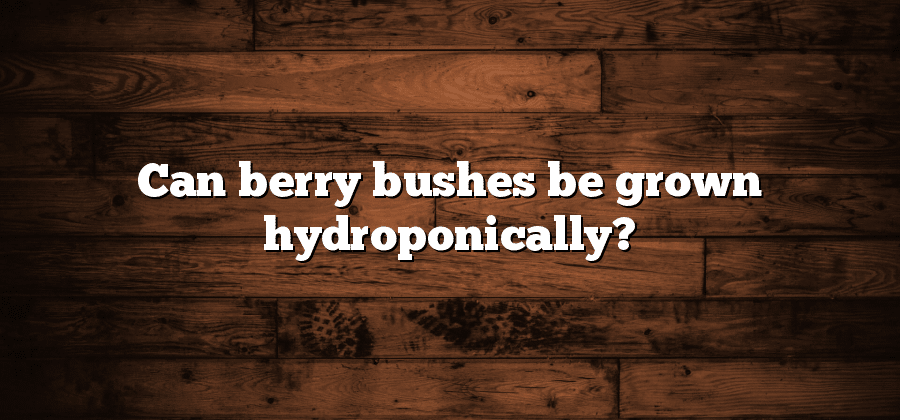 Can berry bushes be grown hydroponically?