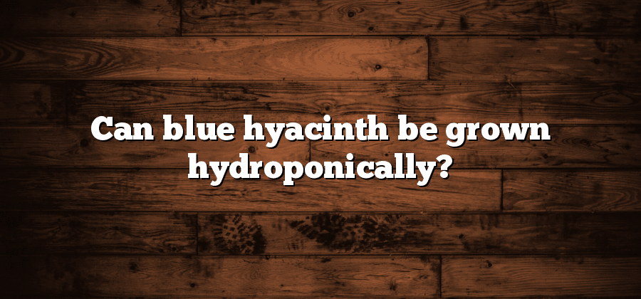 Can blue hyacinth be grown hydroponically?