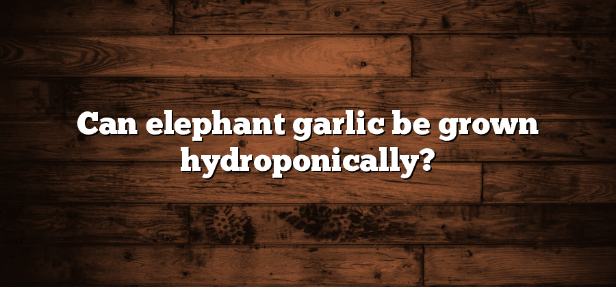 Can elephant garlic be grown hydroponically?