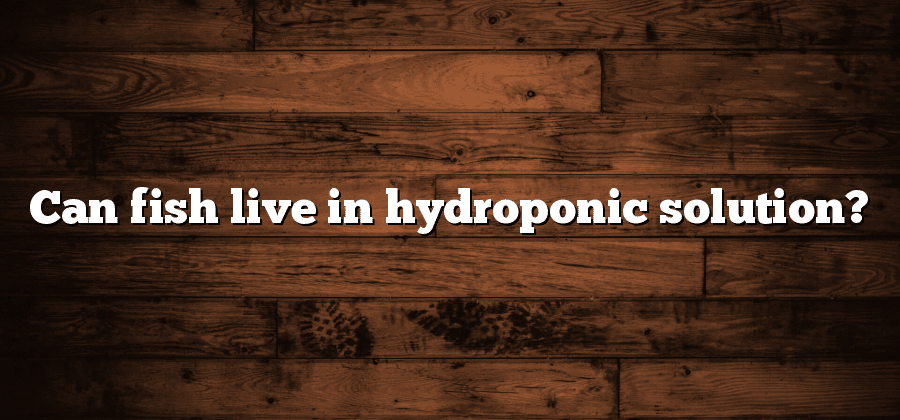 Can fish live in hydroponic solution?