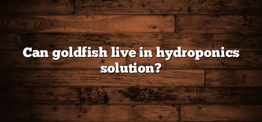 Can goldfish live in hydroponics solution?