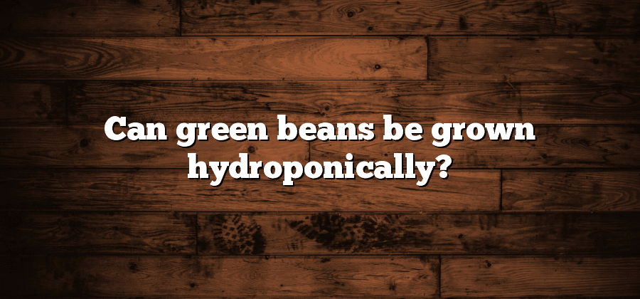 Can green beans be grown hydroponically?
