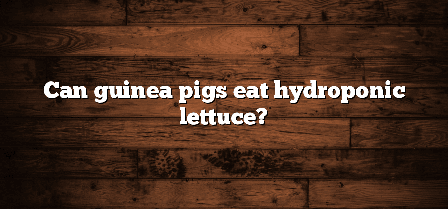 Can guinea pigs eat hydroponic lettuce?