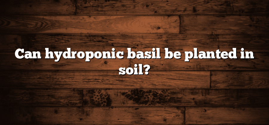 Can hydroponic basil be planted in soil?