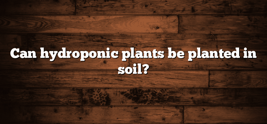 Can hydroponic plants be planted in soil?
