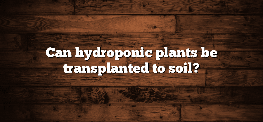 Can hydroponic plants be transplanted to soil?