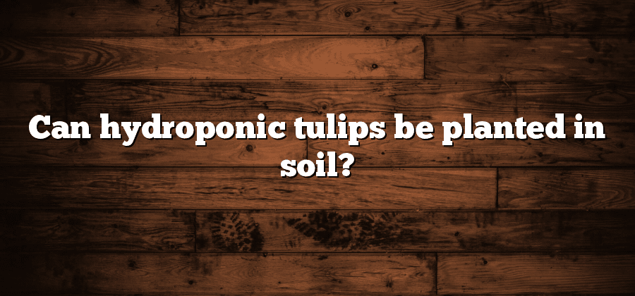 Can hydroponic tulips be planted in soil?