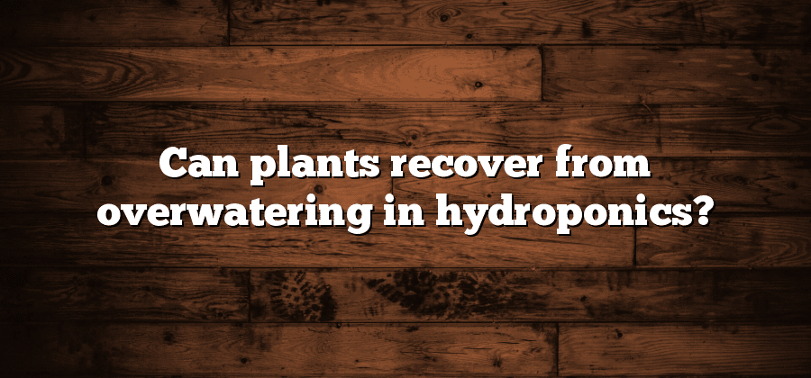 Can plants recover from overwatering in hydroponics?