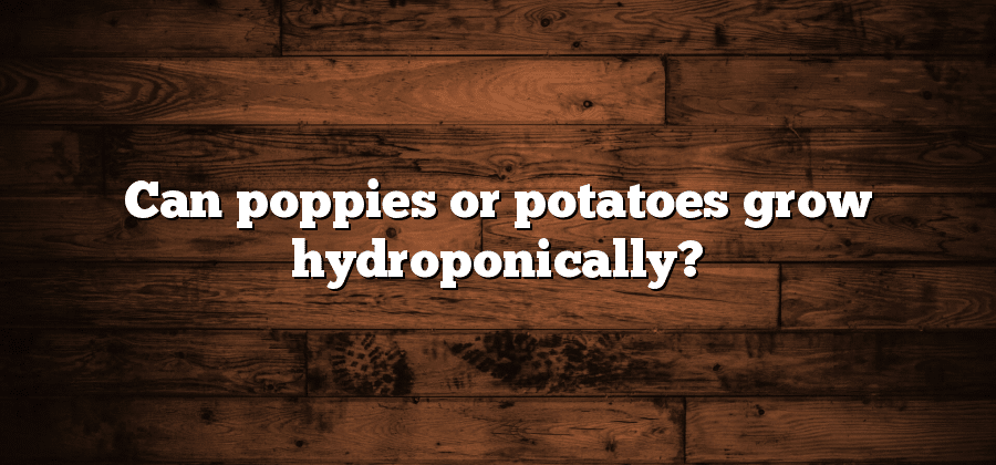 Can poppies or potatoes grow hydroponically?