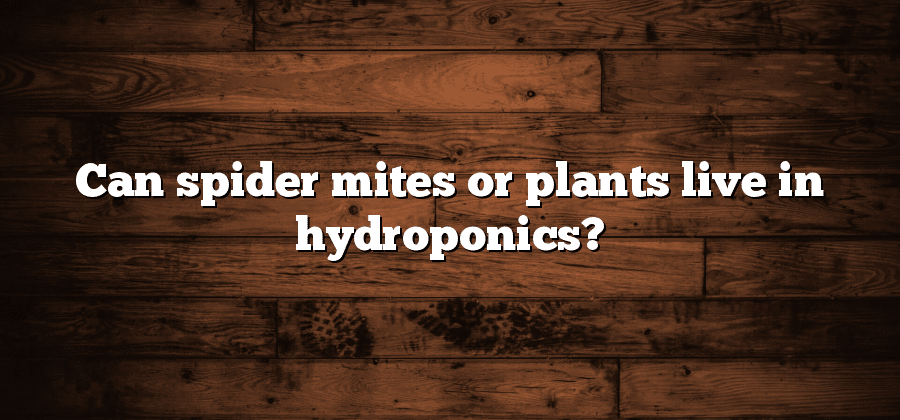 Can spider mites or plants live in hydroponics?