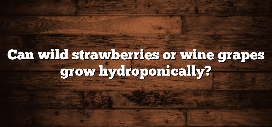 Can wild strawberries or wine grapes grow hydroponically?