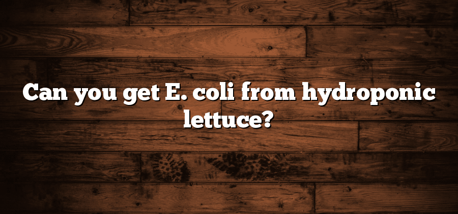 Can you get E. coli from hydroponic lettuce?