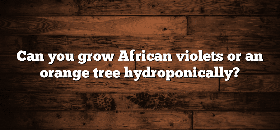 Can you grow African violets or an orange tree hydroponically?