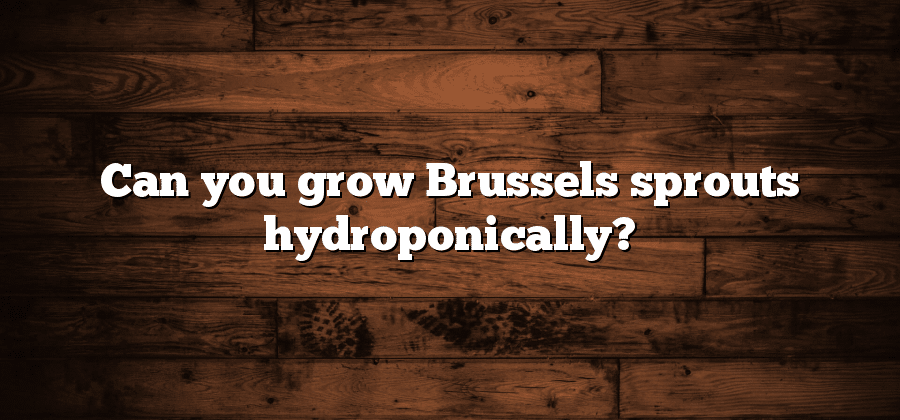 Can you grow Brussels sprouts hydroponically?