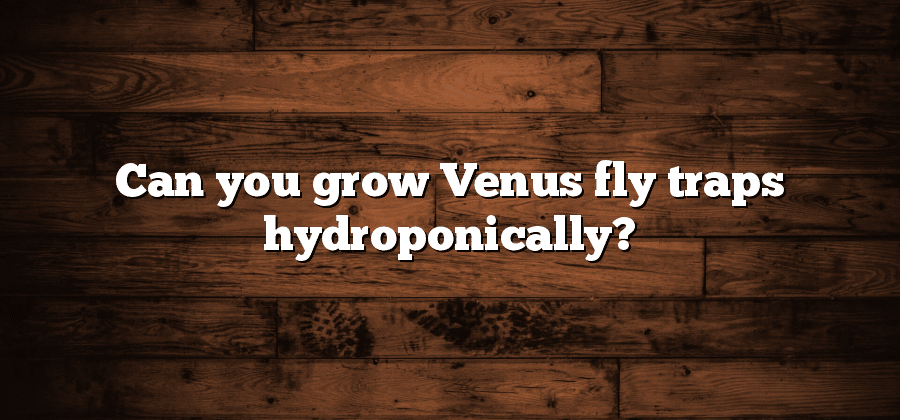 Can you grow Venus fly traps hydroponically?