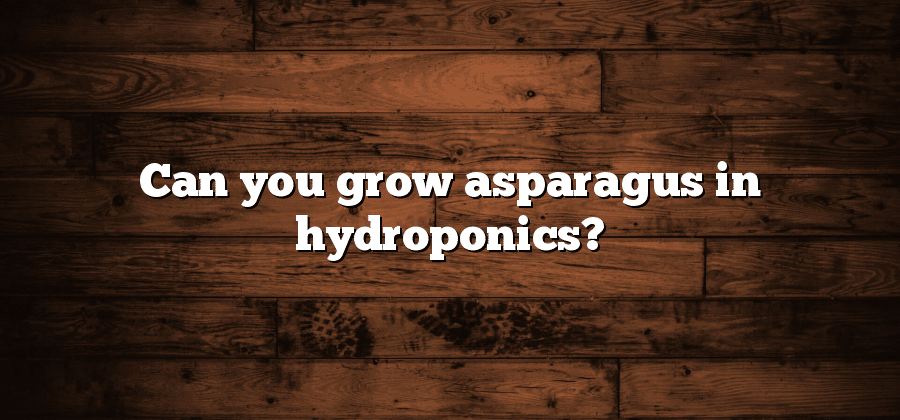 Can you grow asparagus in hydroponics?