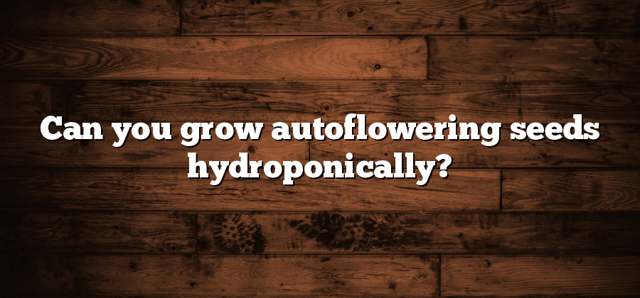 Can you grow autoflowering seeds hydroponically?