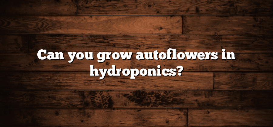 Can you grow autoflowers in hydroponics?