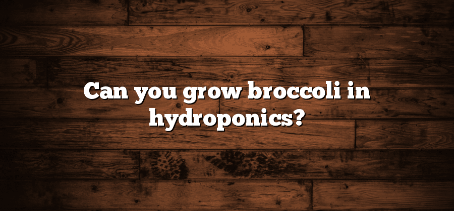 Can you grow broccoli in hydroponics?
