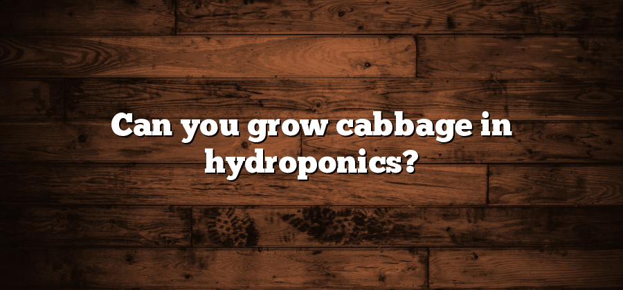 Can you grow cabbage in hydroponics?