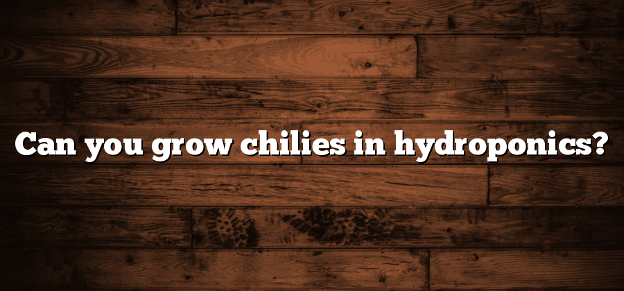 Can you grow chilies in hydroponics?