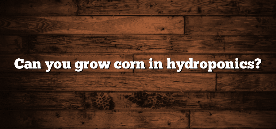 Can you grow corn in hydroponics?