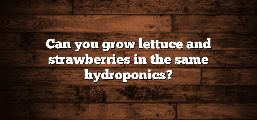 Can you grow lettuce and strawberries in the same hydroponics?
