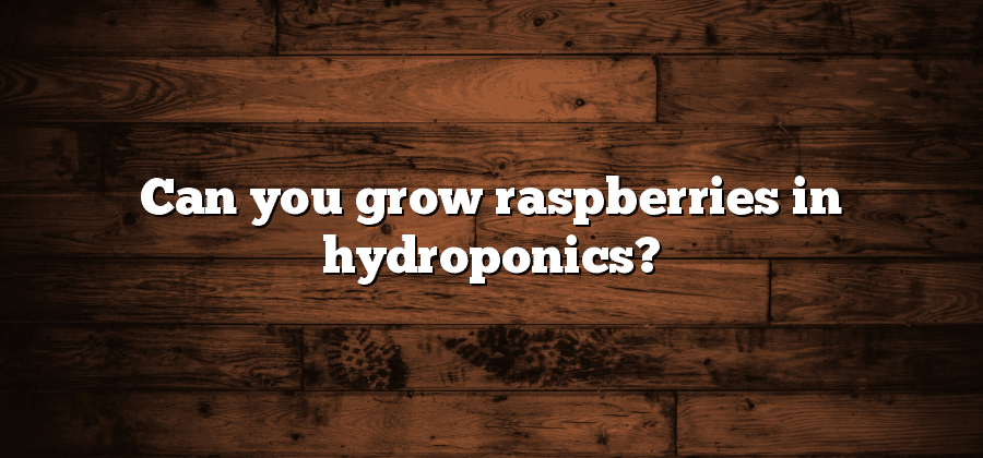 Can you grow raspberries in hydroponics?