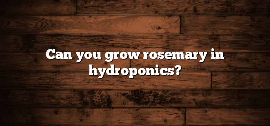Can you grow rosemary in hydroponics?
