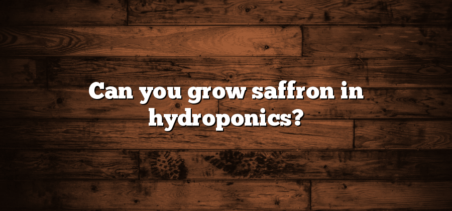 Can you grow saffron in hydroponics?