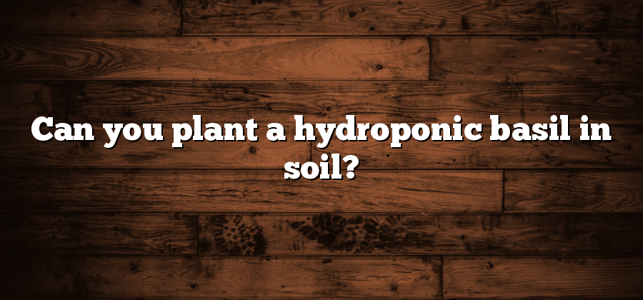 Can you plant a hydroponic basil in soil?