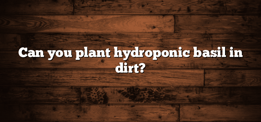 Can you plant hydroponic basil in dirt?