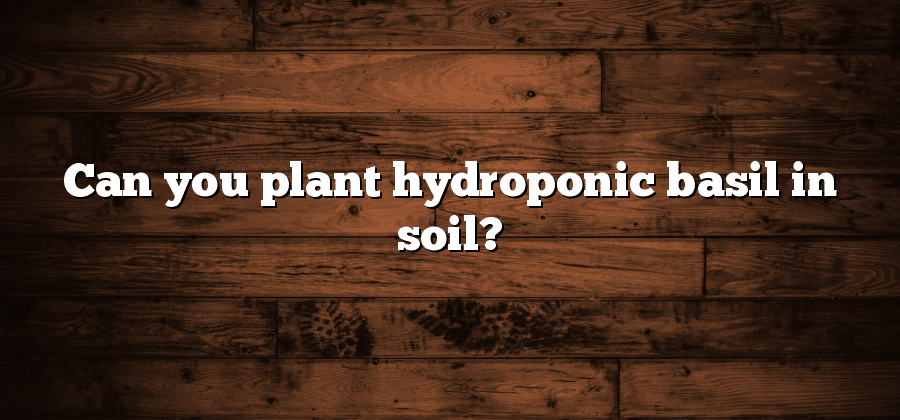 Can you plant hydroponic basil in soil?
