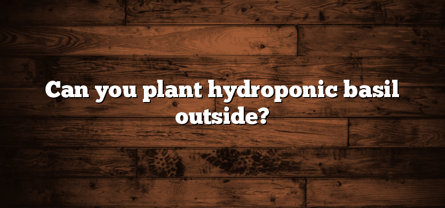 Can you plant hydroponic basil outside?