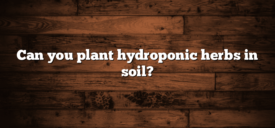 Can you plant hydroponic herbs in soil?