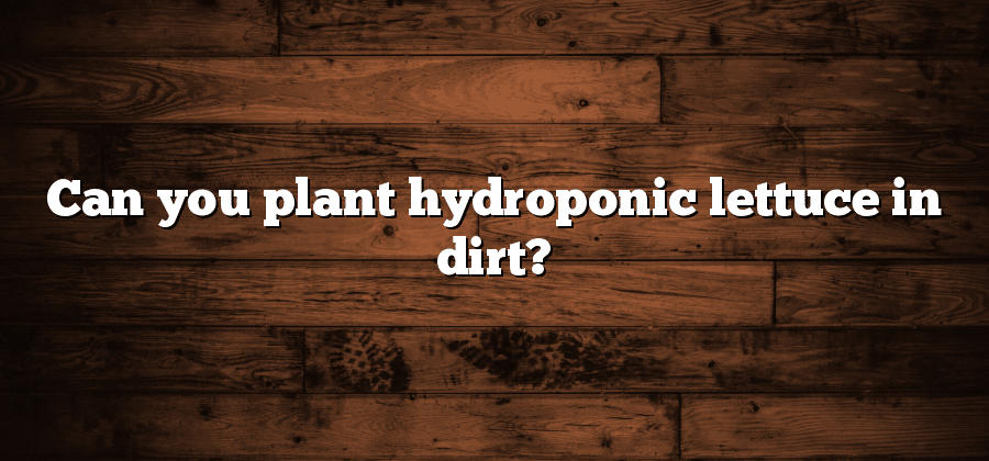 Can you plant hydroponic lettuce in dirt?