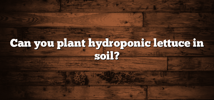 Can you plant hydroponic lettuce in soil?