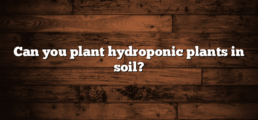 Can you plant hydroponic plants in soil?