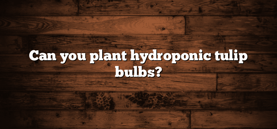 Can you plant hydroponic tulip bulbs?