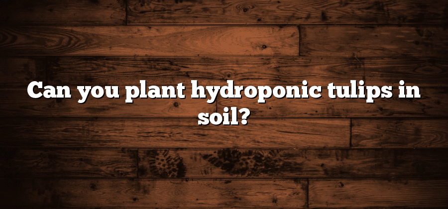 Can you plant hydroponic tulips in soil?
