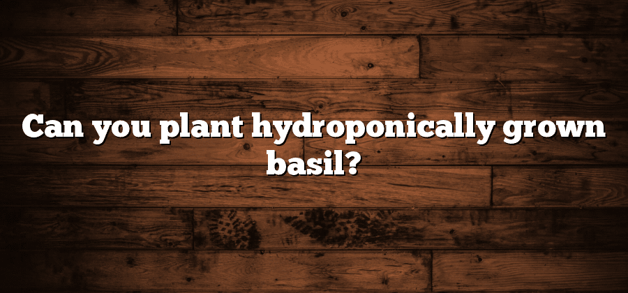 Can you plant hydroponically grown basil?